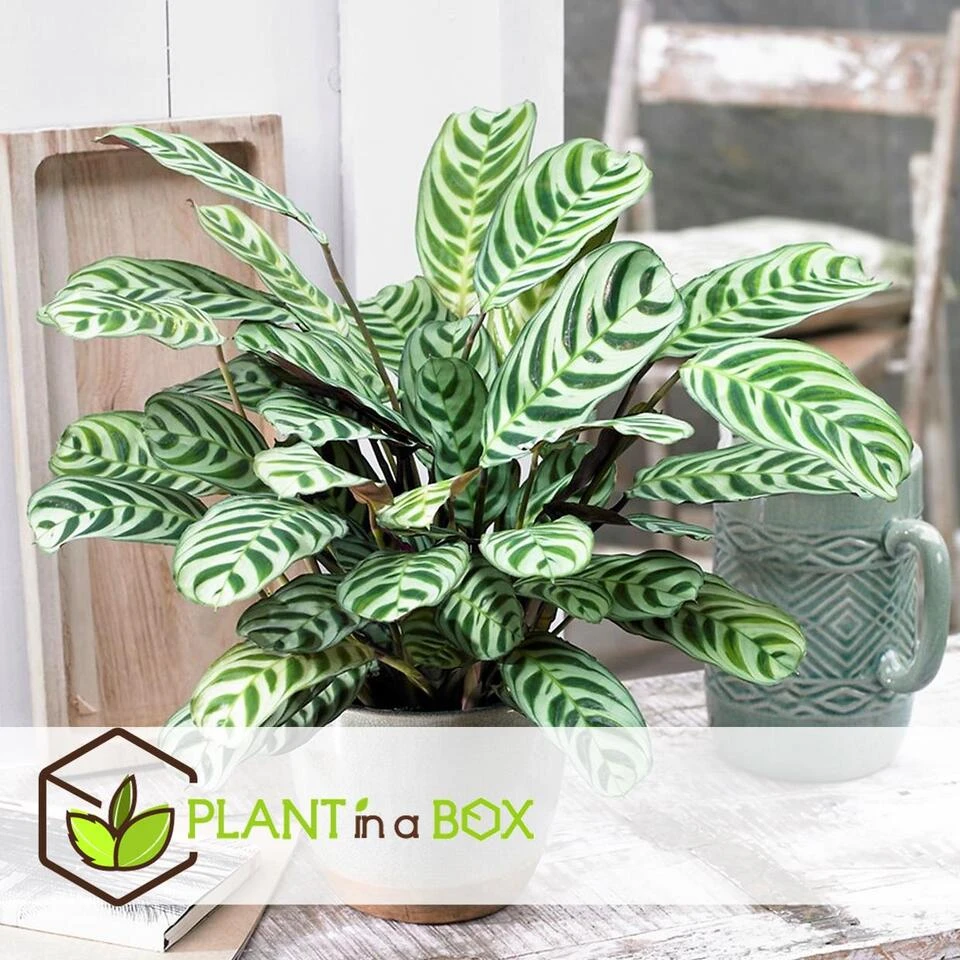 Ctenanthe 'gebedsplant' - Set Van 2 - Burle-marxii - Pot 12cm - Hoogte 25-40cm - Afbeelding 2