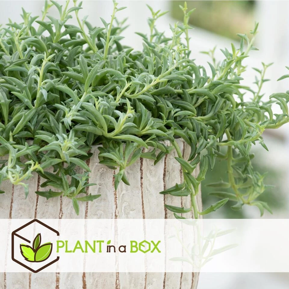 Senecio Peregrinus - Set Van 2 - Pot 12cm - Hoogte 10-20cm - Afbeelding 2