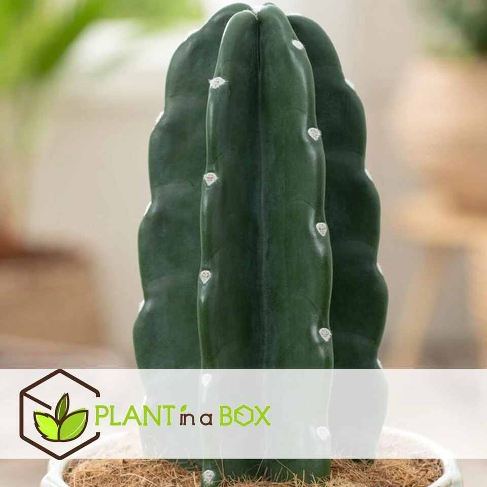 Cereus Jamacaru - Cactus "Cuddly" - Pot 18cm - Hoogte 30-35cm - Afbeelding 3