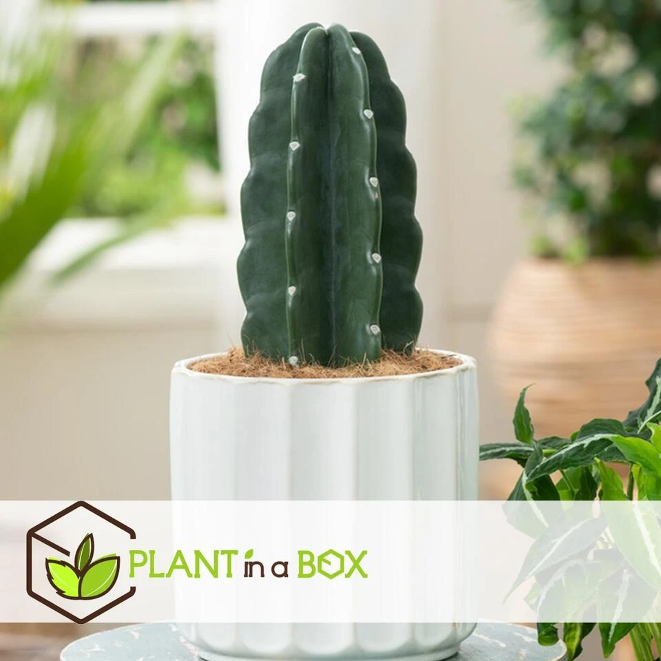 Cereus Jamacaru - Cactus "Cuddly" - Pot 18cm - Hoogte 30-35cm - Afbeelding 4