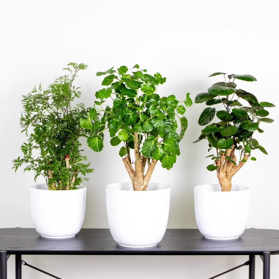 3x Polyscias Mix - Fabian - Ming - Green Lemon P12H30 - Afbeelding 2