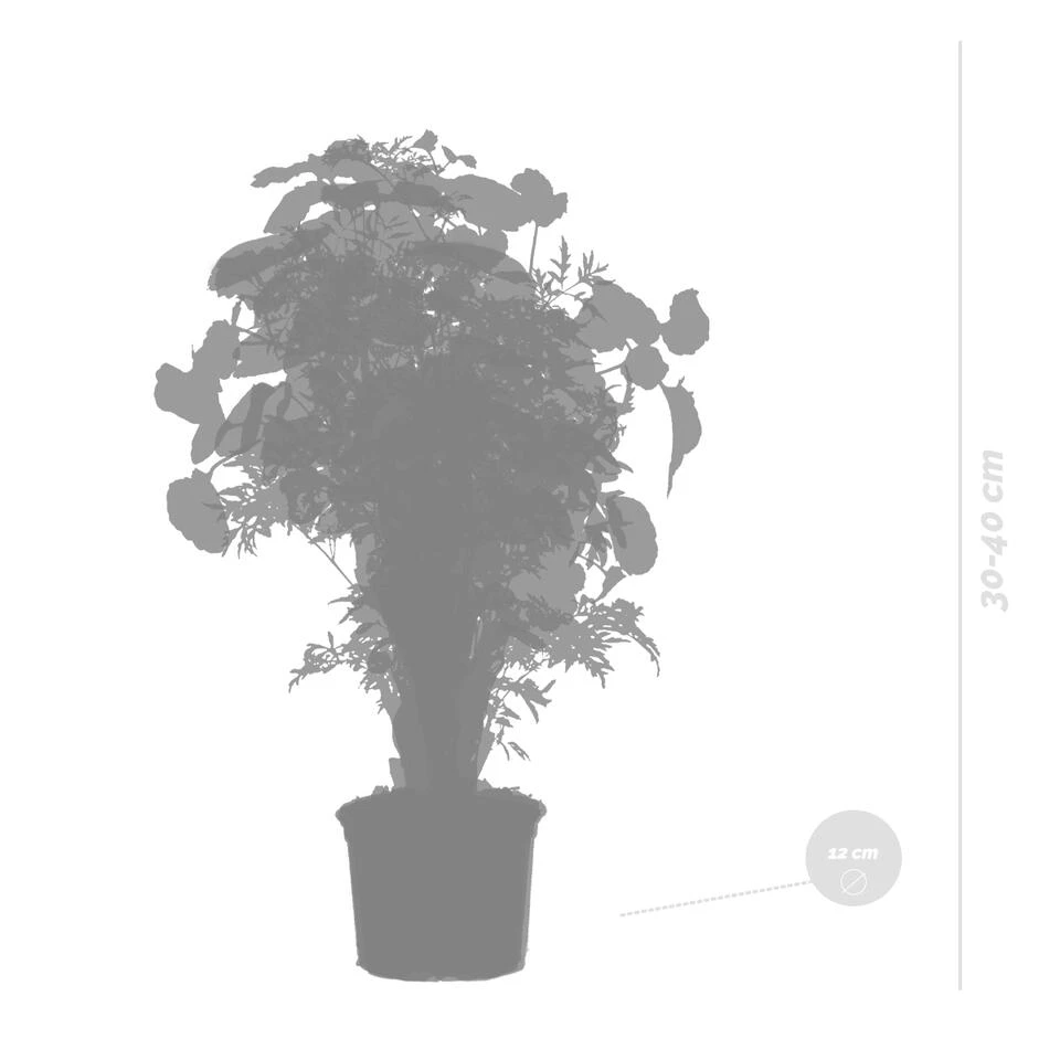 3x Polyscias Mix - Fabian - Ming - Green Lemon P12H30 - Afbeelding 4